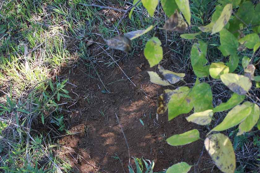 Mock Scrapes How to Fully Take Advantage of Them Guidefitter