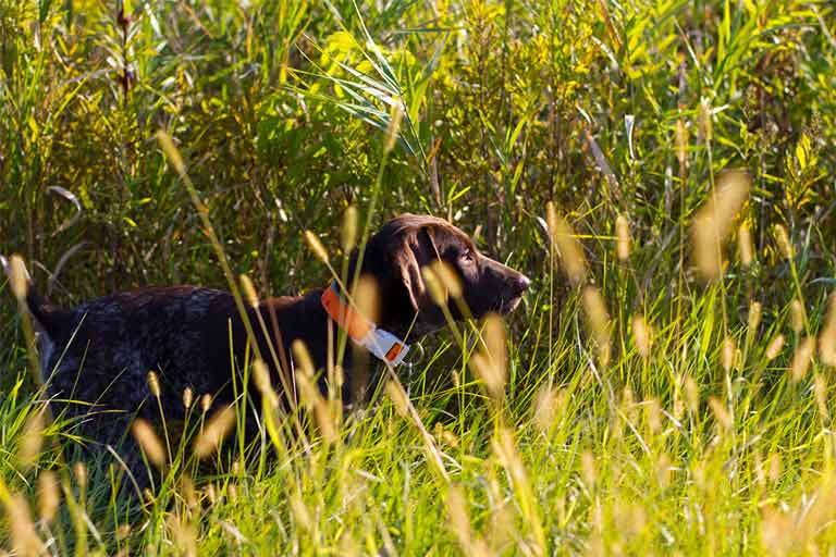 Gun Dog Training Upland Birds News And Advice Guidefitter