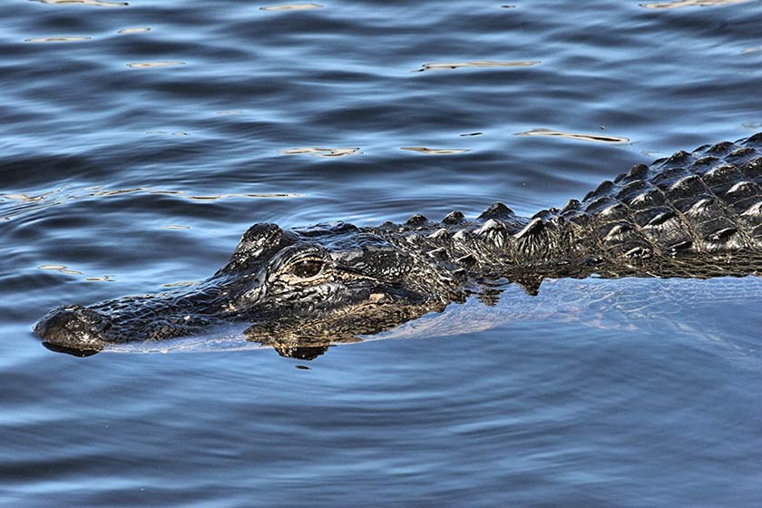 Florida Gator Hunting Get In On the Action News And Advice Guidefitter