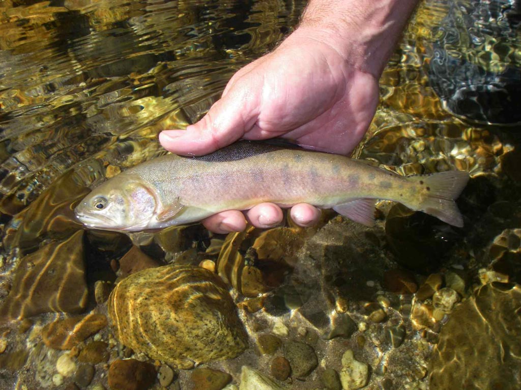 Rare Trout Species You Didn't Know Existed Guidefitter