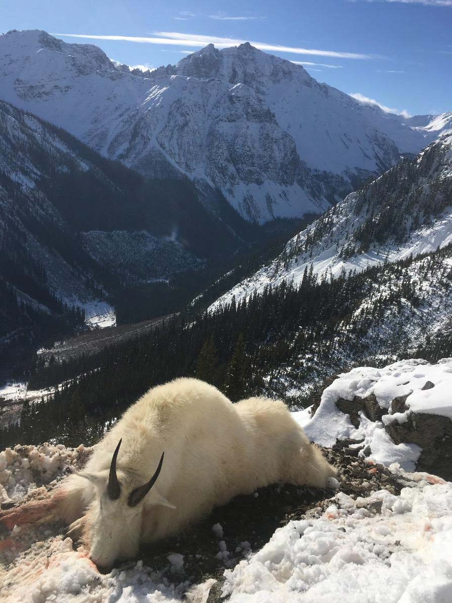 Hunting Mountain Goats in British Columbia Guidefitter