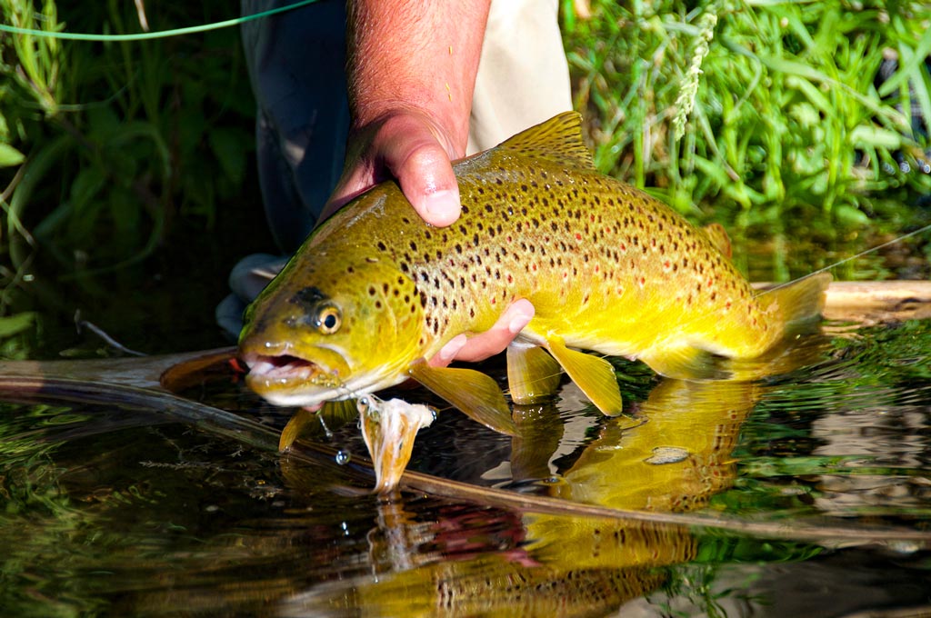 Guide Logic 5 Reasons You Should Fish with Streamer Fli... Guidefitter