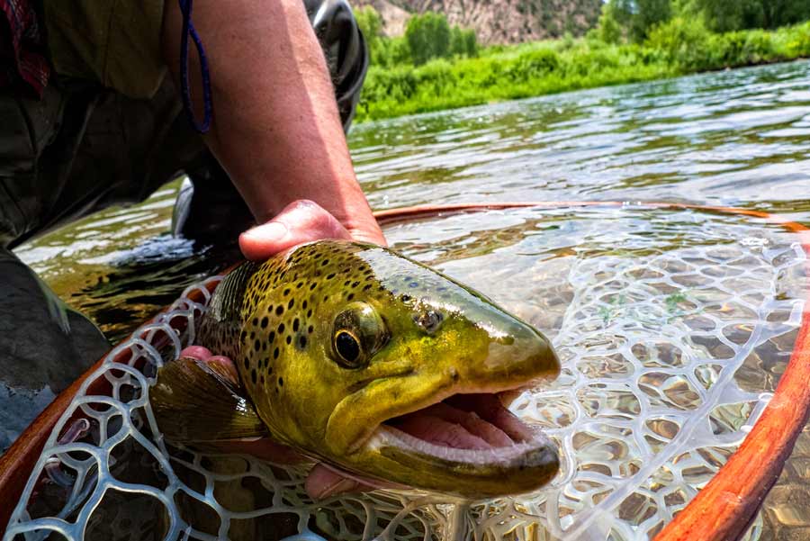 Guide Logic 3 Tips to Catch Bigger Trout Guidefitter