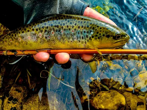 Fish we have Known & Oyster Bamboo Fly Rods in the Wild